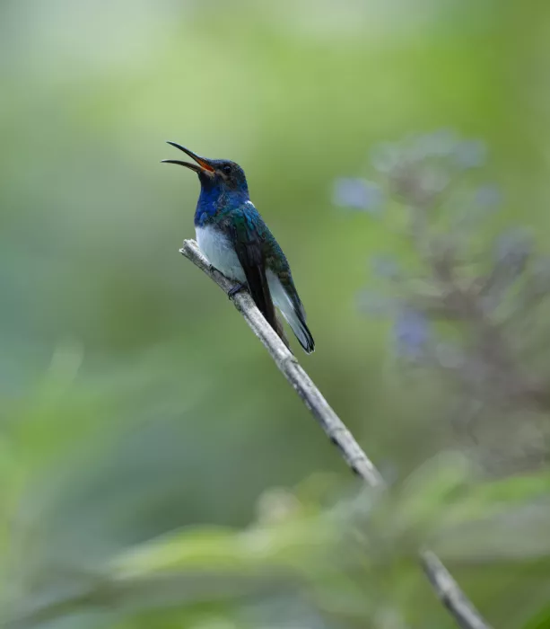 Huang, Xiaojian: Gesang im Wald