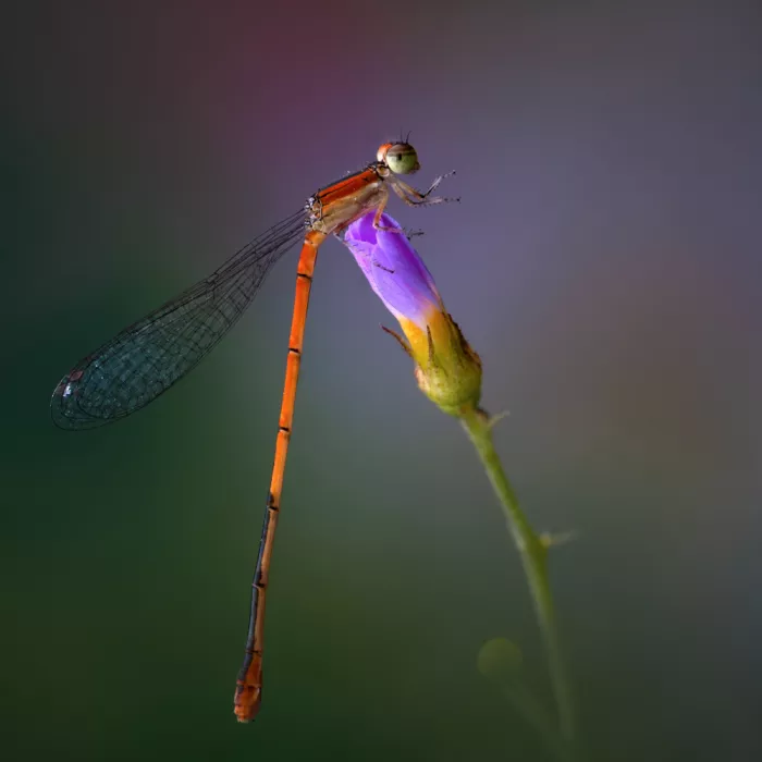 Summer2016: Damselfly