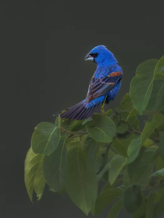 Z, Leechee: Blue Grosbeak