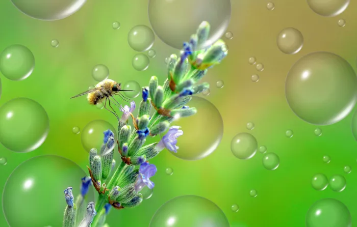 Dufour, Thierry: Aroma de lavanda...