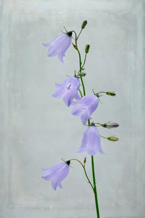 Lennartsson, Johan: Blue bells