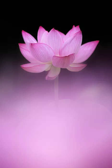Suzuki, Takashi: Pink gem