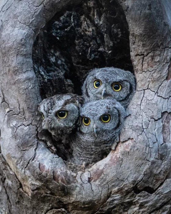 Qin, Xuemei: Les yeux qui connaissent la nuit