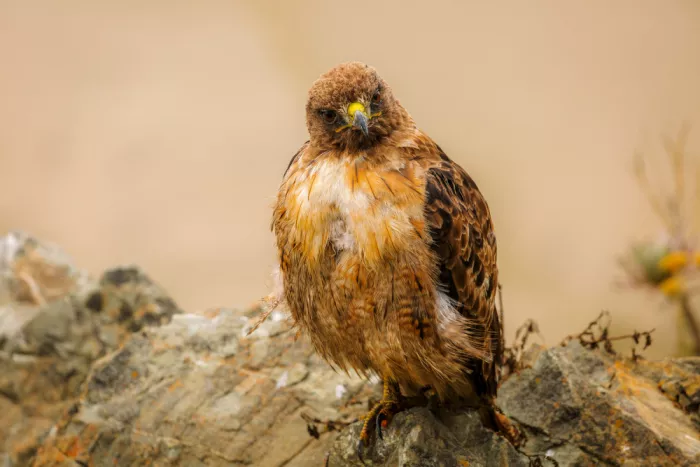 DG3691: Red-tailed Hawk