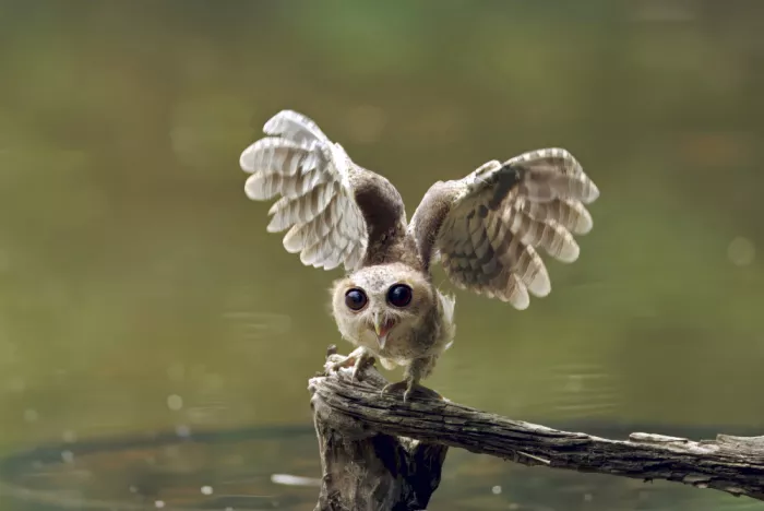 Lam, Gavin: Collared Scops Owl