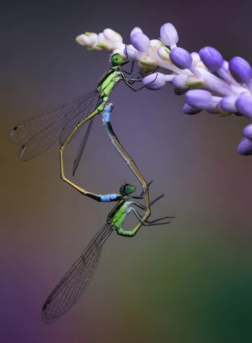 Summer2016: Happy Damselflies