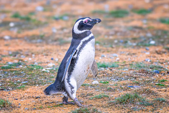 Sink, C. Jeffrey: Un pinguino felice
