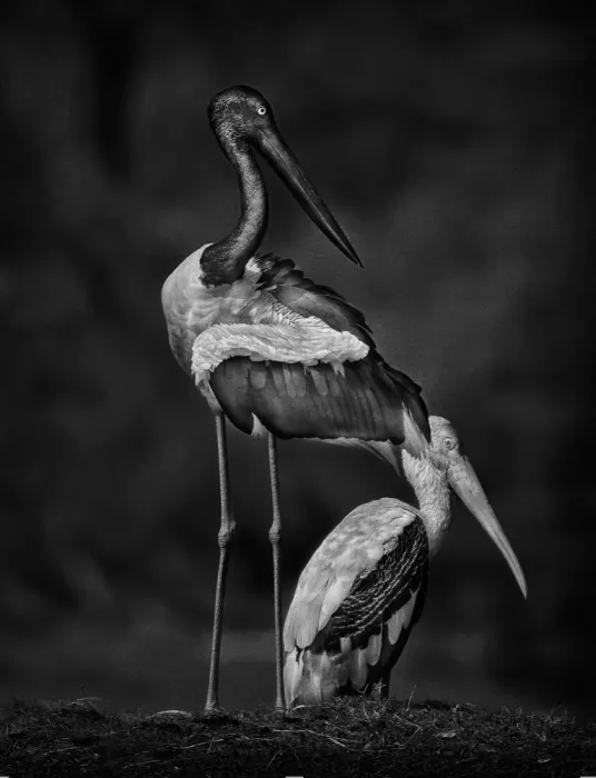 Sikand, Puneet: Stork Buddies