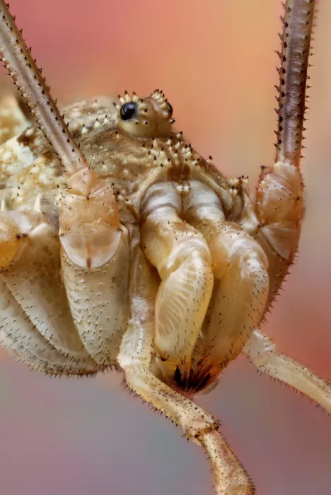 Just, Carles: Long-legs spider