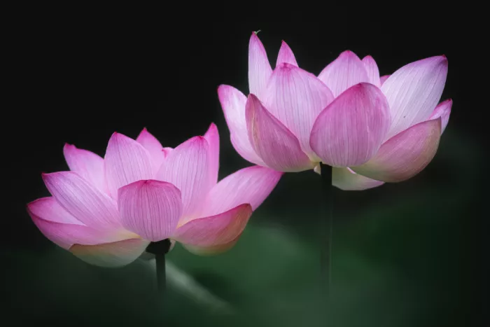 Suzuki, Takashi: Pink gem