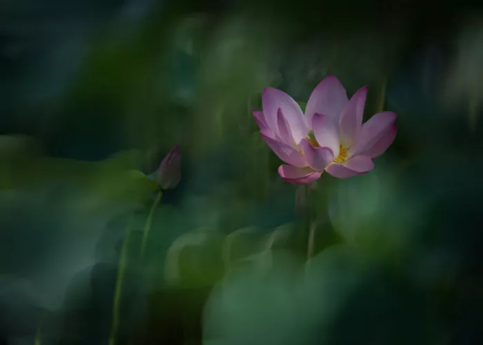 Yu, Wei: Serenity in Bloom