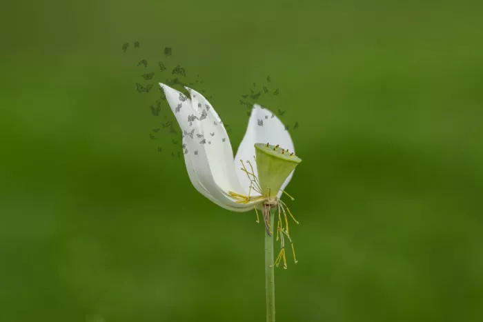 Lin, Lin: Flying among the lotus flowers