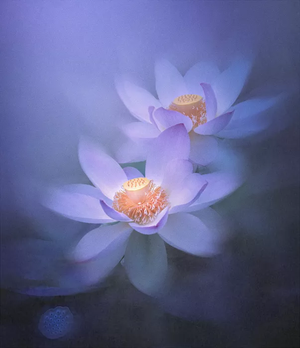 Wang, Catherine: Lotus Sestry