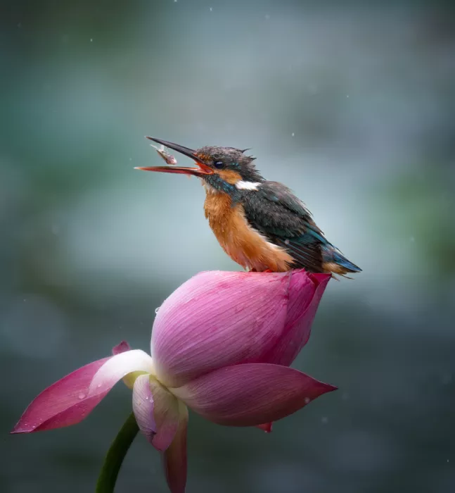Yezimao: Lotus, light rain, kingfisher and fish