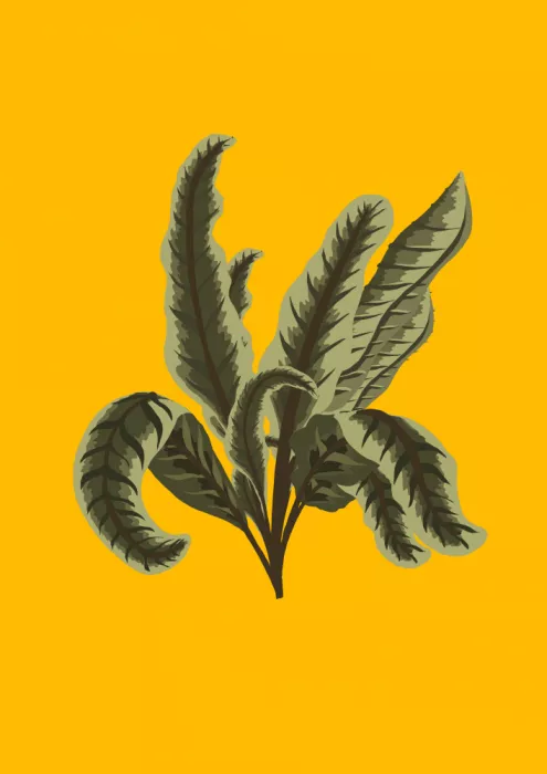 Nicholas: Plante en pot