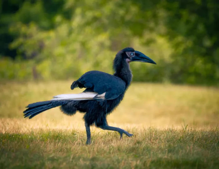 Zhao, Alex: Southern Ground hornbill