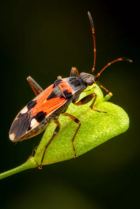 Andrica, Eduard: Dirt-colored Seed Bug