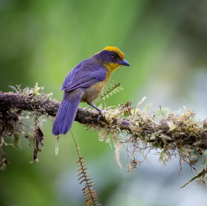 Huang, Xiaojian: A Flash of Color in the Andes