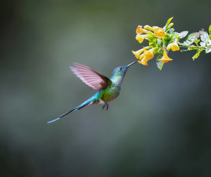 Huang, Xiaojian: Long Tailed Sylph