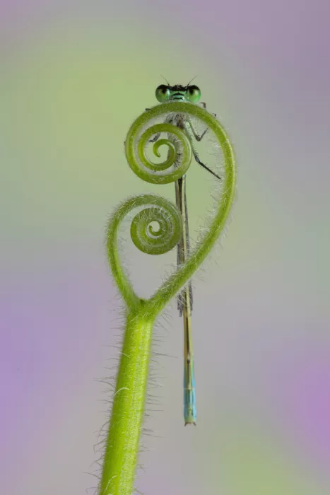 Chiodini, Massimo: Zwei Augen hinter zwei Spiralen