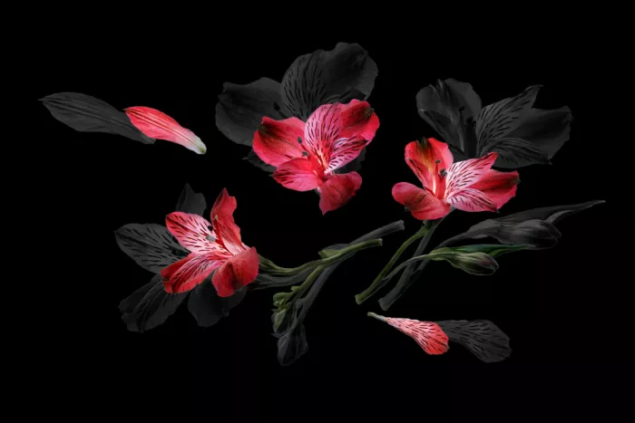Ji, Shirley: Flowers