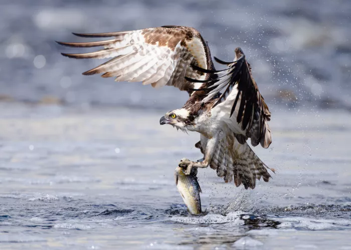 Chen, Johnny: Falco pescatore