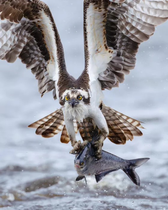 Chen, Johnny: Falco pescatore