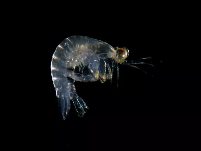 Tov, Ben Ilan: Mantis Shrimp Larvae