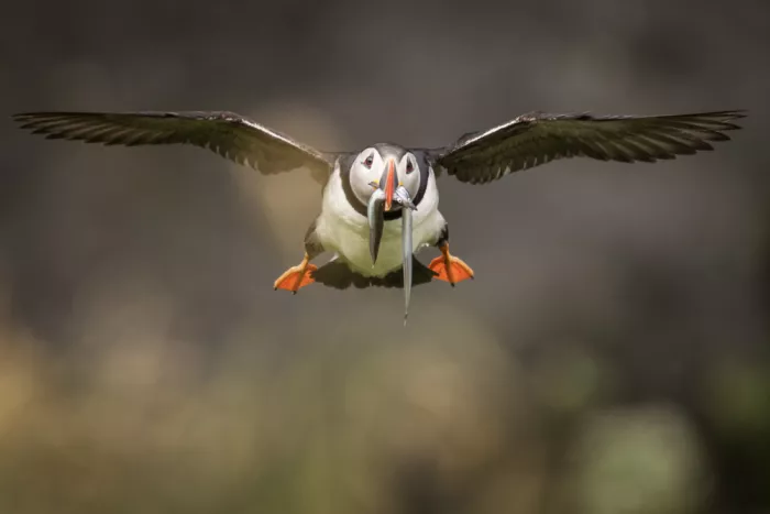 Mirica, Dan: Puffin flying