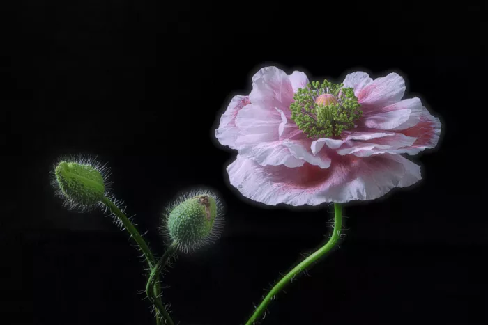 Jacobs, Lydia: Blooming Poppy