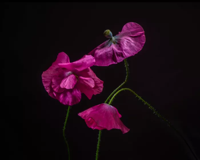 Holmström, Katarina: Poppies