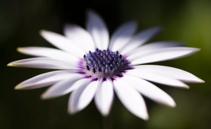 NanZ: flower