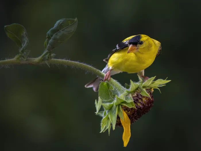 Z, Leechee: Balance in Bloom