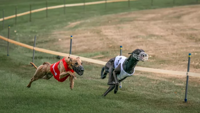 Keurlinckx, Els: Run dog run