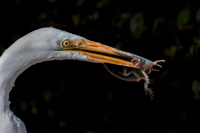 Wang, Victor: Lotta
