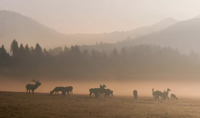 fotorax, Jevric Radojica: Whispers of the Morning Herd