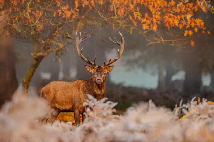 fotorax, Jevric Radojica: The Stillness of the Stag