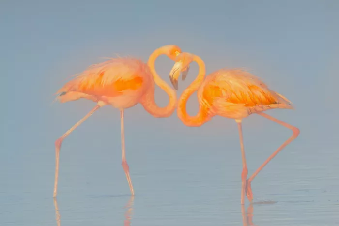 Zuo, Jun: Flimingos in Misty Morning