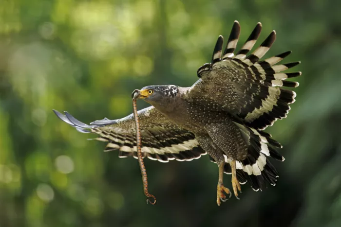 Lam, Gavin: Crested Serpent Eagle