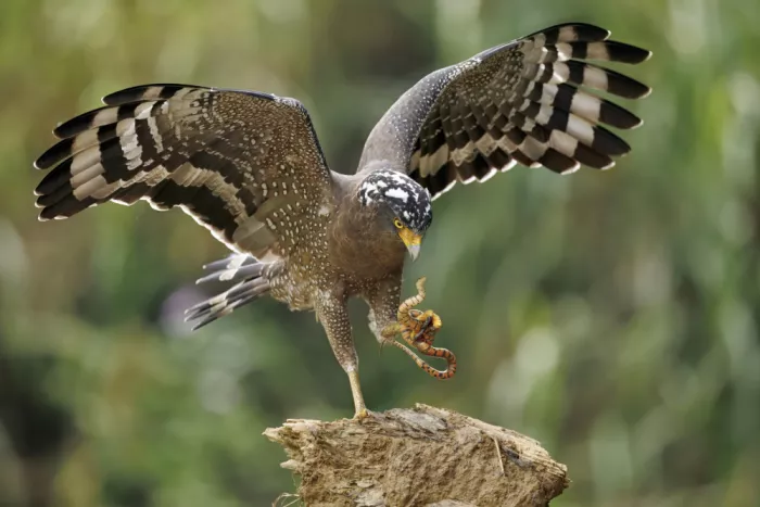Lam, Gavin: Crested Serpent Eagle