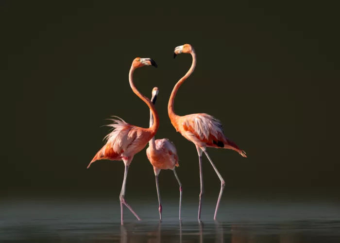 Ying, Li: Flamingos