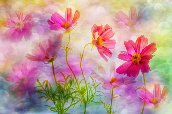 Lee, van Hilda: Cheerful cosmea