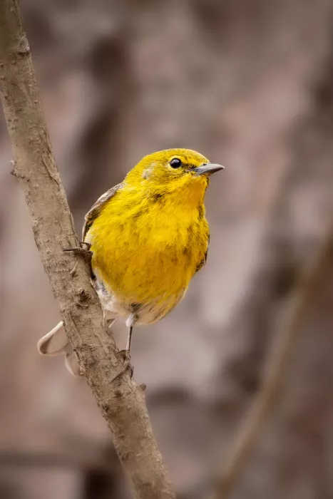 Zhang, ZY: The first arrival_Pine Warbler