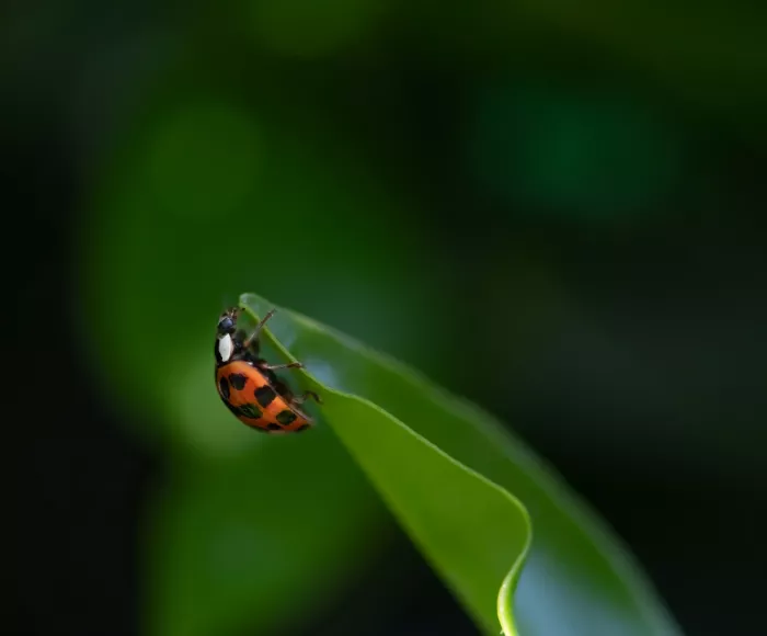 NanZ: Beetle