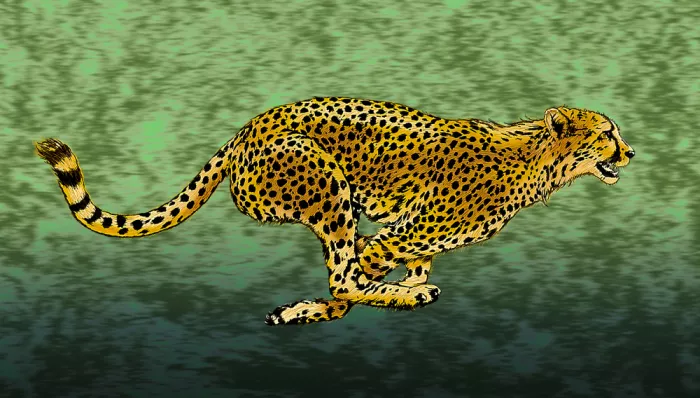 Kaminski, Carlo: Gepard v plném sprintu