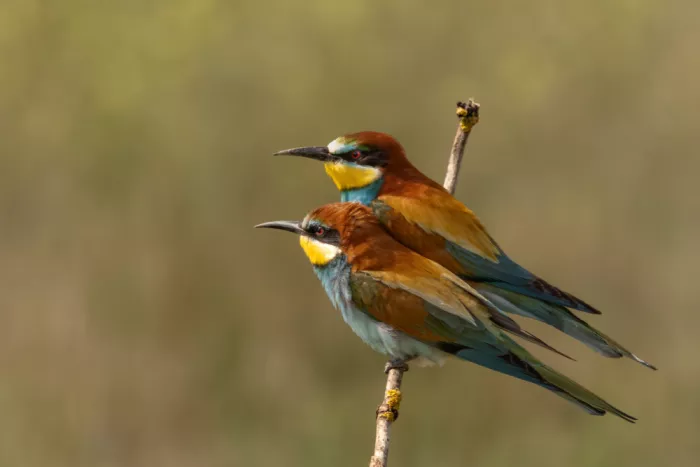 Haenen, Jeke: Bee-eaters