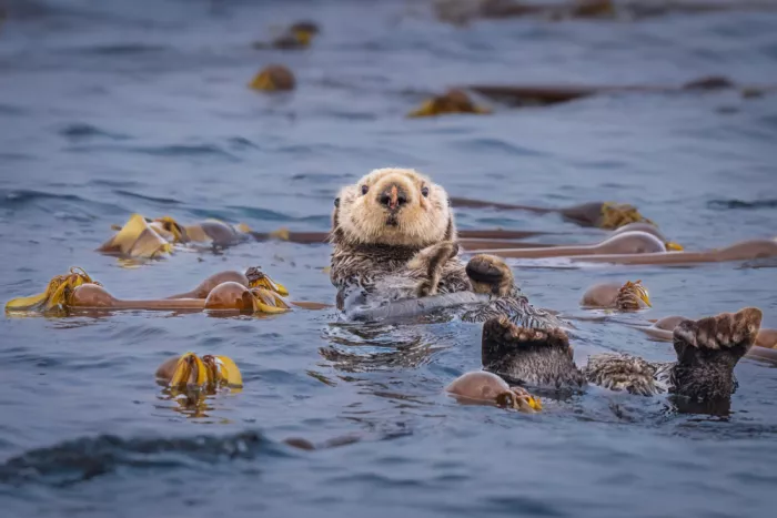 Sink, C. Jeffrey: Niedlichkeit des Otters