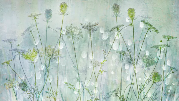 Lee, van Hilda: wild carrot beauty
