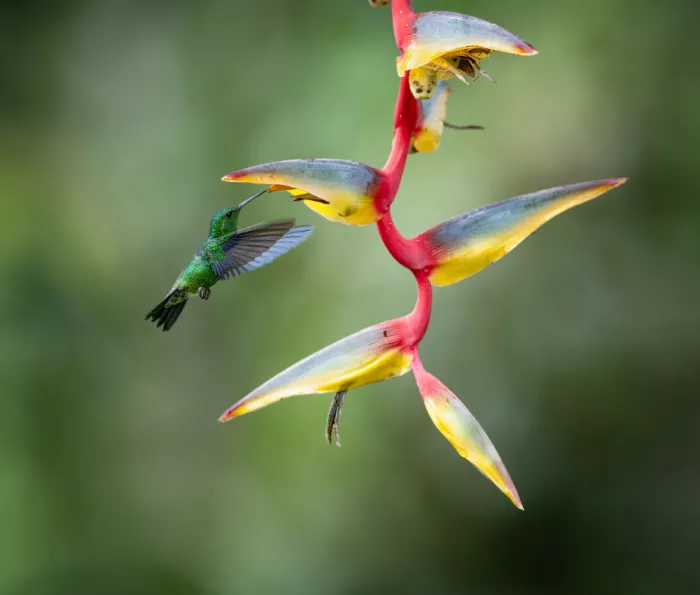 Huang, Xiaojian: Kolibri und große Blume