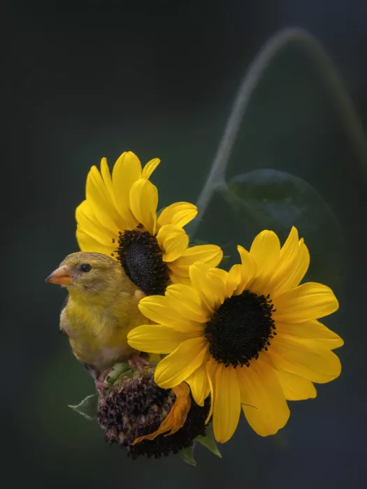 Z, Leechee: Petals and Plumage